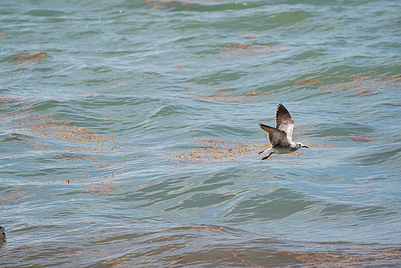 20260524_Birds_Sea Weed_Fisher_DSC05603