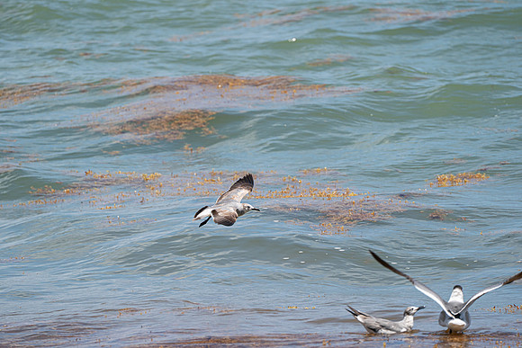 20260524_Birds_Sea Weed_Fisher_DSC05609