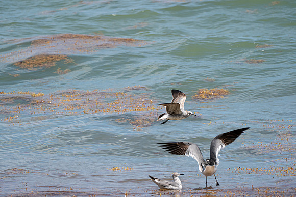 20260524_Birds_Sea Weed_Fisher_DSC05612