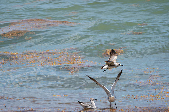 20260524_Birds_Sea Weed_Fisher_DSC05613