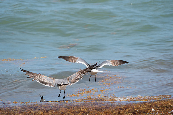 20260524_Birds_Sea Weed_Fisher_DSC05618