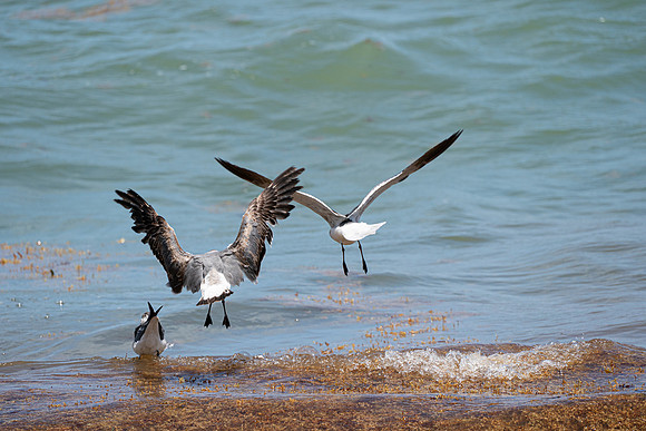 20260524_Birds_Sea Weed_Fisher_DSC05615