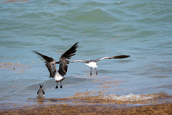 20260524_Birds_Sea Weed_Fisher_DSC05616