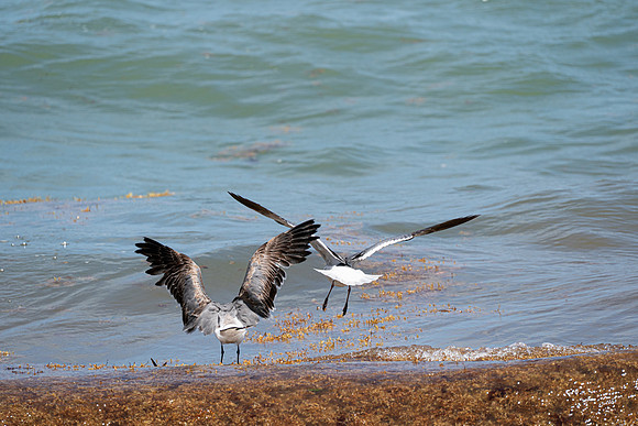 20260524_Birds_Sea Weed_Fisher_DSC05619
