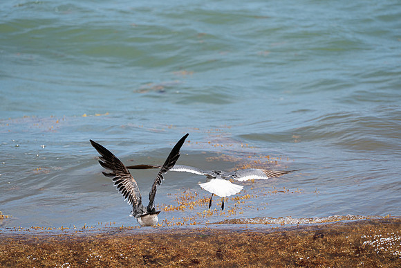 20260524_Birds_Sea Weed_Fisher_DSC05620