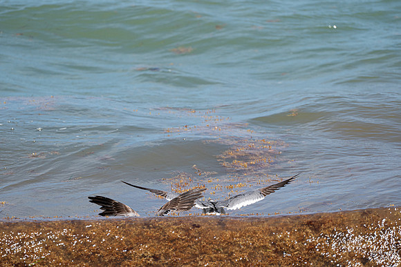20260524_Birds_Sea Weed_Fisher_DSC05623