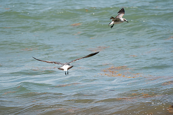 20260524_Birds_Sea Weed_Fisher_DSC05628