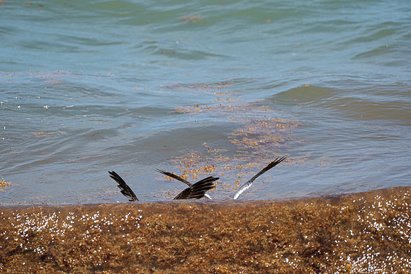 20260524_Birds_Sea Weed_Fisher_DSC05625