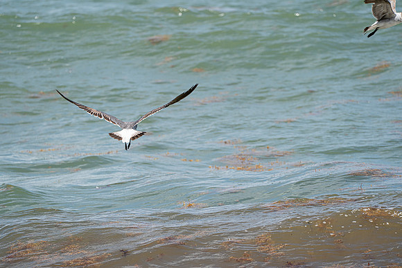 20260524_Birds_Sea Weed_Fisher_DSC05632