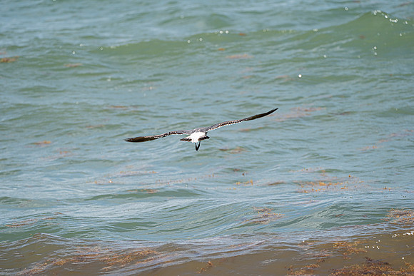 20260524_Birds_Sea Weed_Fisher_DSC05637