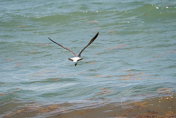 20260524_Birds_Sea Weed_Fisher_DSC05636