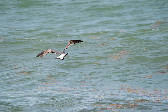 20260524_Birds_Sea Weed_Fisher_DSC05644