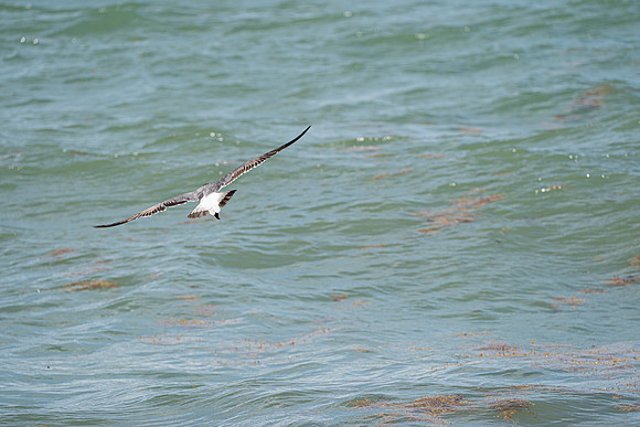 20260524_Birds_Sea Weed_Fisher_DSC05646