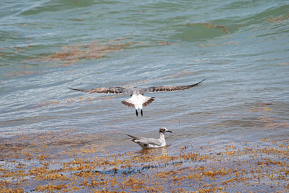 20260524_Birds_Sea Weed_Fisher_DSC05665