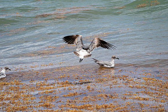20260524_Birds_Sea Weed_Fisher_DSC05666