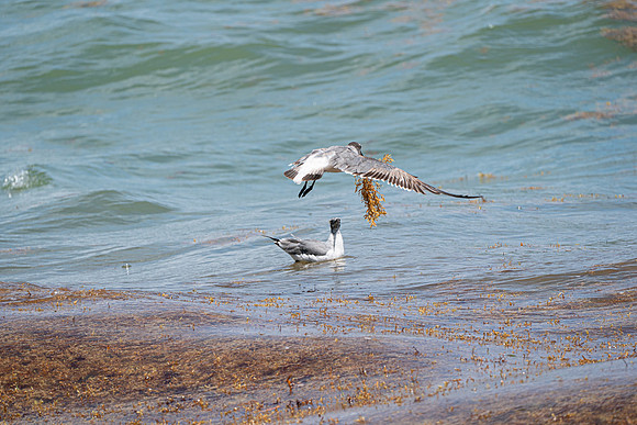 20260524_Birds_Sea Weed_Fisher_DSC05669