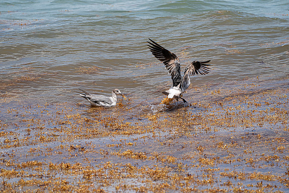 20260524_Birds_Sea Weed_Fisher_DSC05667