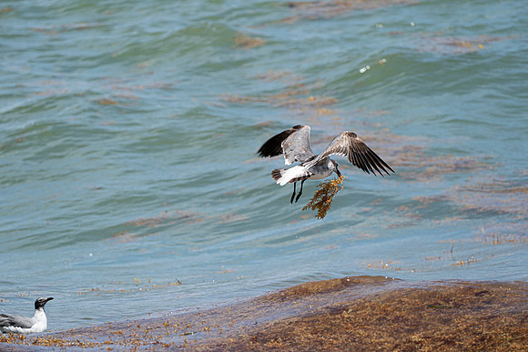 20260524_Birds_Sea Weed_Fisher_DSC05675