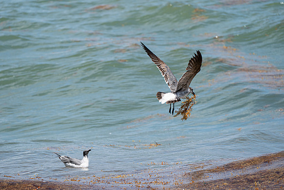 20260524_Birds_Sea Weed_Fisher_DSC05672