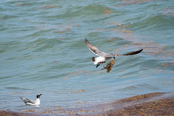 20260524_Birds_Sea Weed_Fisher_DSC05673