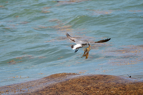 20260524_Birds_Sea Weed_Fisher_DSC05677