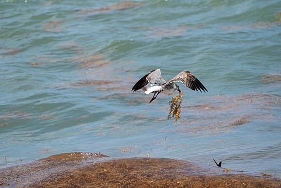 20260524_Birds_Sea Weed_Fisher_DSC05679