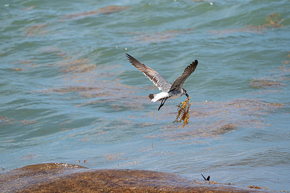 20260524_Birds_Sea Weed_Fisher_DSC05680
