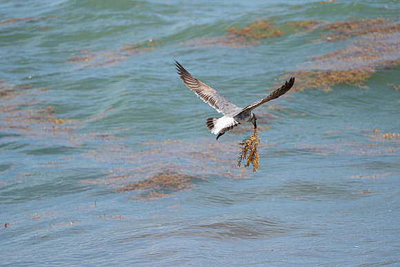20260524_Birds_Sea Weed_Fisher_DSC05684