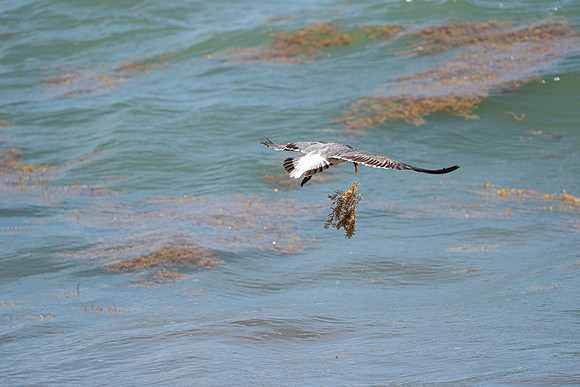 20260524_Birds_Sea Weed_Fisher_DSC05685