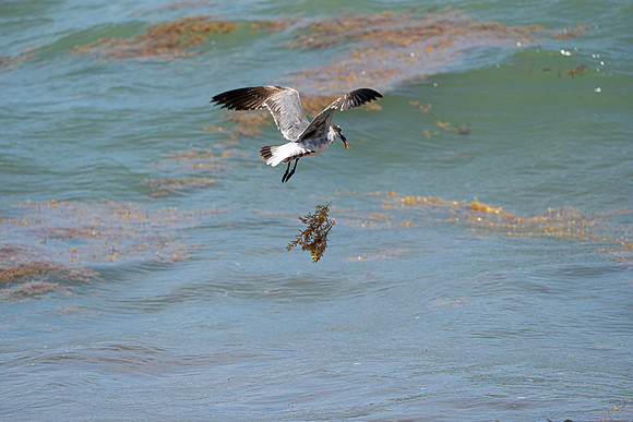 20260524_Birds_Sea Weed_Fisher_DSC05687