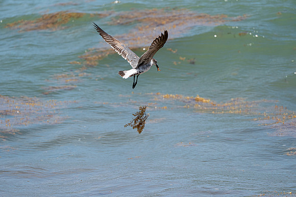 20260524_Birds_Sea Weed_Fisher_DSC05688