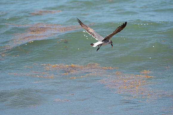 20260524_Birds_Sea Weed_Fisher_DSC05693