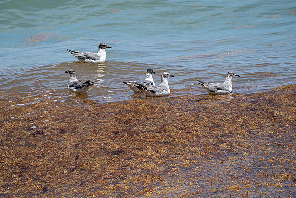 20260524_Birds_Sea Weed_Fisher_DSC05702