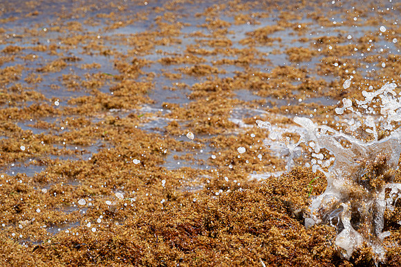 20260524_Birds_Sea Weed_Fisher_DSC05711