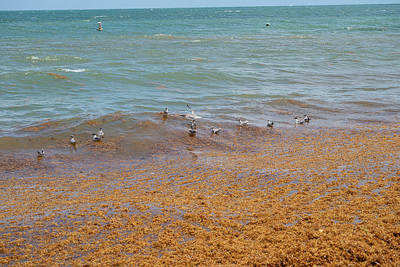 20260524_Birds_Sea Weed_Fisher_DSC05706