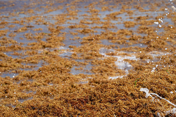 20260524_Birds_Sea Weed_Fisher_DSC05713