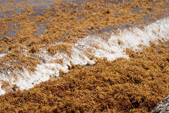20260524_Birds_Sea Weed_Fisher_DSC05716
