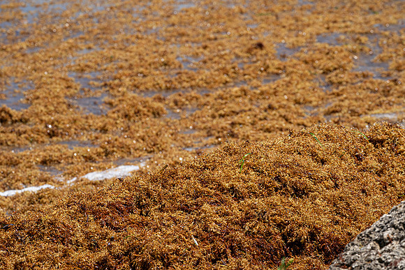 20260524_Birds_Sea Weed_Fisher_DSC05726