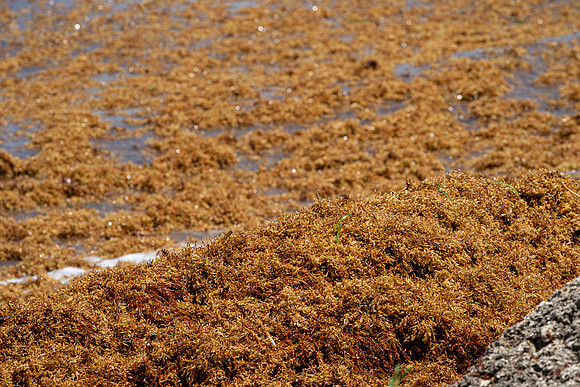 20260524_Birds_Sea Weed_Fisher_DSC05728