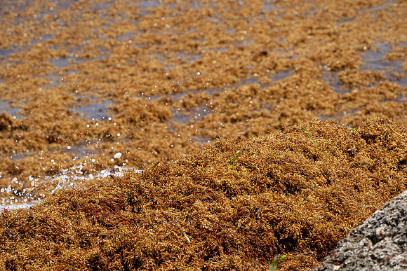 20260524_Birds_Sea Weed_Fisher_DSC05732