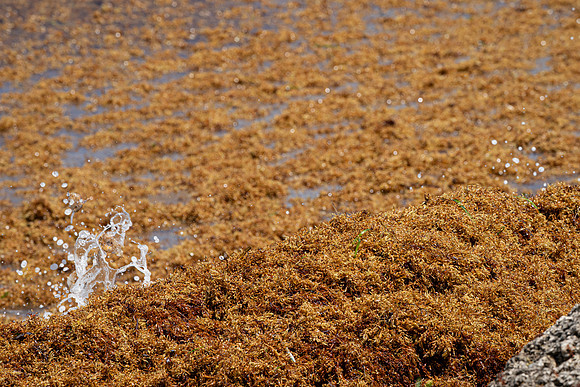 20260524_Birds_Sea Weed_Fisher_DSC05737