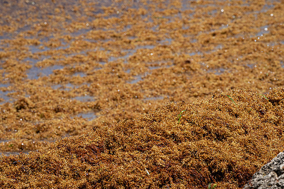 20260524_Birds_Sea Weed_Fisher_DSC05742