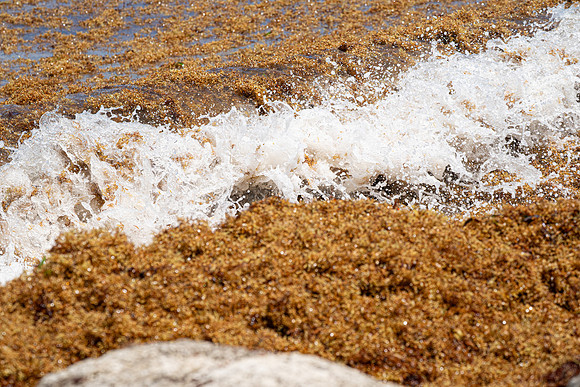 20260524_Birds_Sea Weed_Fisher_DSC05746