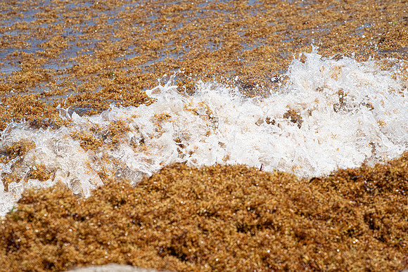 20260524_Birds_Sea Weed_Fisher_DSC05749