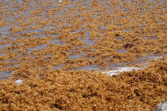 20260524_Birds_Sea Weed_Fisher_DSC05759