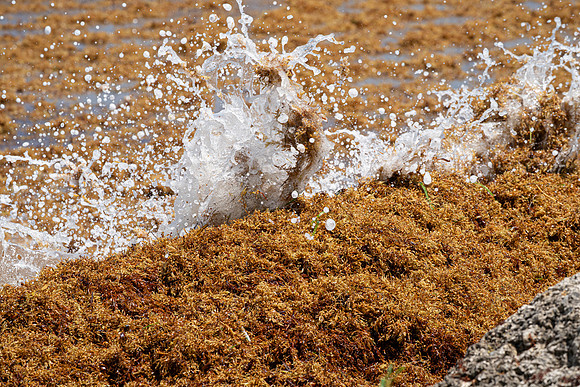 20260524_Birds_Sea Weed_Fisher_DSC05768