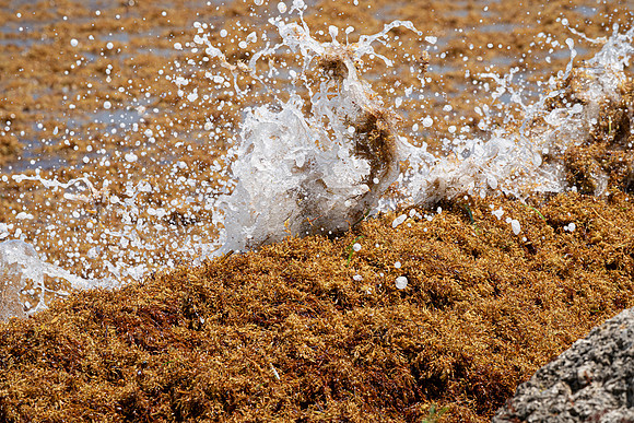 20260524_Birds_Sea Weed_Fisher_DSC05769