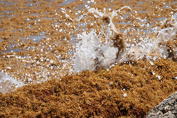 20260524_Birds_Sea Weed_Fisher_DSC05770