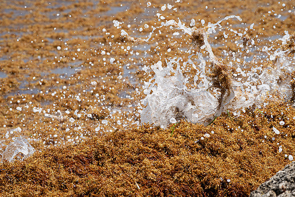 20260524_Birds_Sea Weed_Fisher_DSC05771