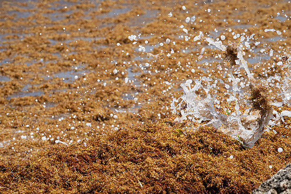 20260524_Birds_Sea Weed_Fisher_DSC05773